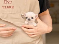 Micro mini cep boy chihuahua