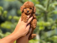 Pofuduk poodle yavrularım