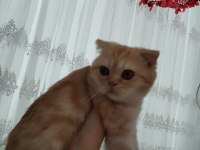 Safkan ev ortamında büyümüş uygun scottish fold