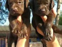 Çikolata nutella labrador tatlışlar