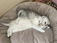 Antalya içi scottish fold sahiplendirme