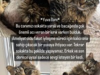 Norveç orman kedimize yuva aranıyor