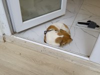 Jack russell köpeğimiz 2,5 aylık