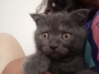 Scottish fold oğlumuza yuva arıyoruz