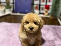 MİNİ MALTİPOO YAVRULARIMIZ