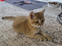 Erkek British Shorthair Golden Ny11