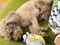 Minyatür poodle dostlar yeni sahiplerini arıyor