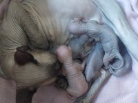 5 adet sphynx kedimiz sahiplendirilecektir
