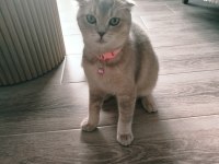 Scottish fold Fıstık yeni yuvasını arıyor
