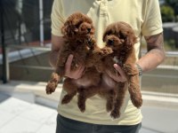 Petmode köpek çiftliğinden ziyarete maltipoo