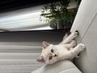 British shorthair kedisi