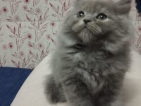 A KALİTE BRİTİSH LONGHAİR YAVRULAR
