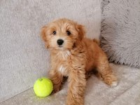 SAĞLIK VE IRK GARANTİLİ MALTİPOO YAVRULAR