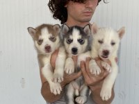 Her Renk Husky Yavrularımız