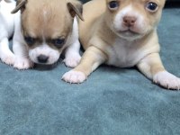 Chihuahua Yavru Köpeğimiz