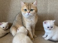 Dünyalar güzeli British Shorthair yavrular
