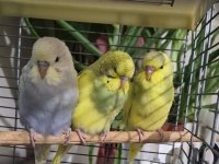 ÖĞRETMENDEN EVDE BESLENEN YAVRU MUHABBET KUŞLARI
