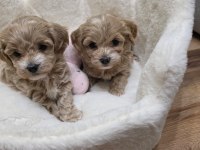 Maltipoo Yavrularımız