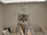 Safkan Brıtısh Shorthair Yavrularım 