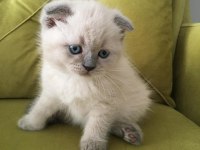 Scottish fold blue point DİŞİ