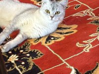 1 Yaşında Dişi British Shorthair