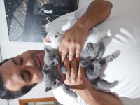 British Shorthair Bluepoint ,eğitimli dişi kedi