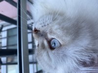 British longhair 1,5 yaşında