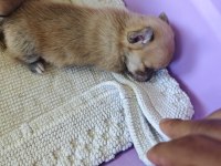 Pomeranian chihuahua mix