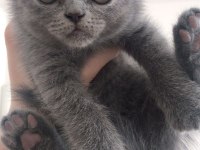 2 aylık scottish fold hareketli sipsiler