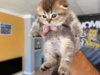 GOLDEN SCOTTISH FOLD YAVRULARIMIZ ANKARA MAĞAZAMIZDA 