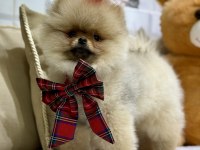 Show class efsane dişi pomeranian boo