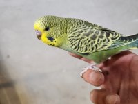 Yeni yeme düşen jumbo muhabbet kuşu bebekler