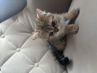 British shorthair kedisi