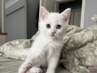Kız Kardeşler British Longhair Ve Shorthair