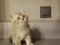 Sağlıklı british shorthair biblo bebek