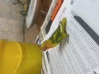 Mutasyon Renk Güzeli Cennet Papağanı