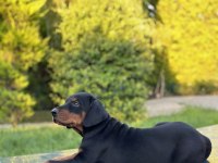 50 günlük a kalite dev doberman yavruları