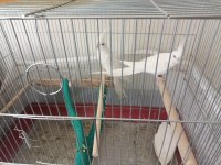 Yumurtalı Albino Takım Sultan Papağanı