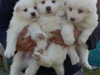 KAR BEYAZ SAMOYED YAVRULAR ÇİFTLİKTEN