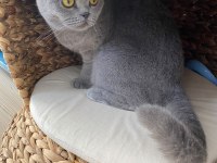 4 Yaşında Tüm Aşıları Tam British Shorthair