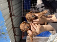 Tea cup kore poodle yavrularımız