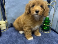 Orjinal Maltipoo Yavru