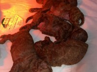 Red Brown renk Erkek dişi Toy poodle bebekler