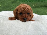 TOY POODLE YAVRULAR