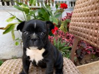 Fransız Bulldog 35 günlük