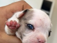 FRANSIZ BULLDOG YAVRULARI RENK CÜMBÜŞÜ