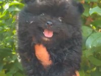 Pomeranian Boo Yavrumuz Irk Ve Sağlık Garantili