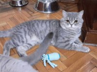ANKARA İÇİ YUVA BU KEDİLERE ACİL YUVA