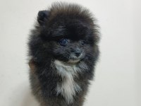 Pomeranian 2 aylık