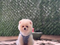 A Kalite Pomeranian Boo